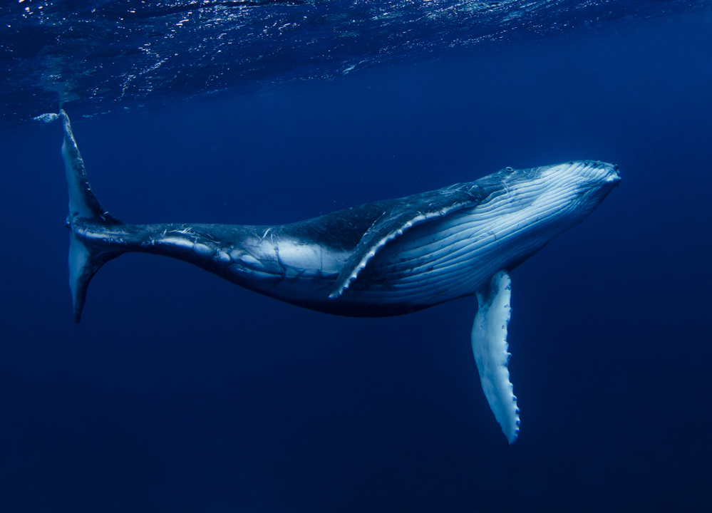 OIW Whale